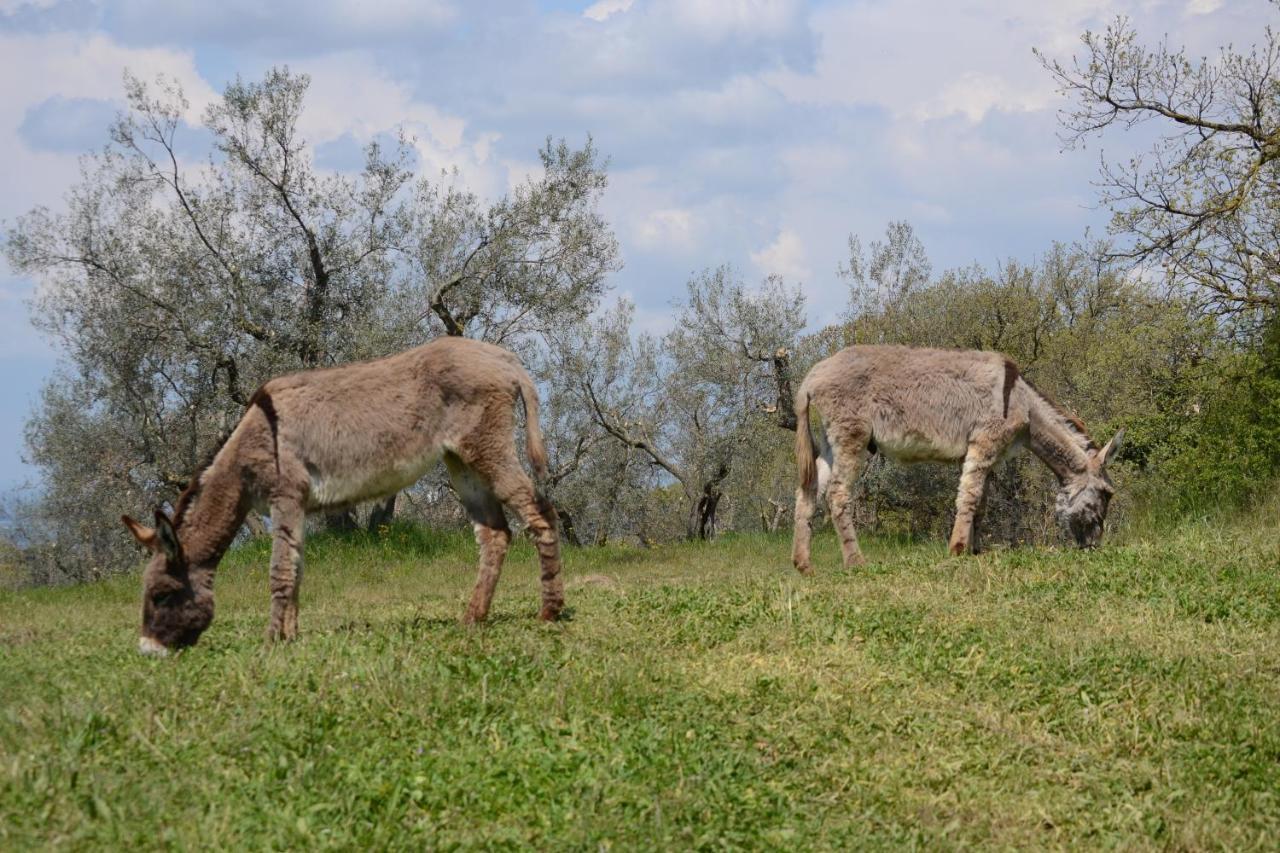 Agriturismo La Lampada Di Atena Vetralla Kültér fotó